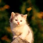 28-02-17-cute-baby-cat5128