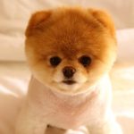 28-02-17-cute-dog-boo-wallpaper13523