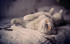 28-02-17-cute-gray-cat-lie-bed-photo14230
