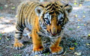 28-02-17-cute-tiger-cub10449