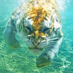 28-02-17-diving-tiger11212