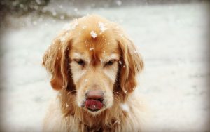 28-02-17-dog-snowflakes12857