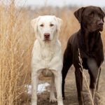28-02-17-dogs-field-nature17187