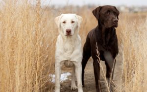 28-02-17-dogs-field-nature17187
