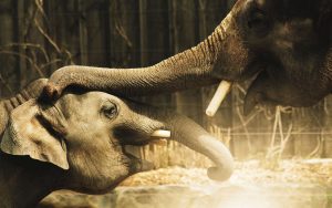 28-02-17-elephants-close-up15289