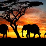 28-02-17-elephants-silhouette10692