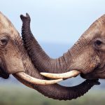 28-02-17-elephants-wildlife18078