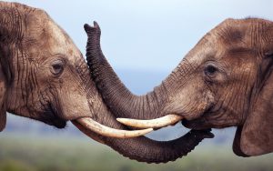 28-02-17-elephants-wildlife18078