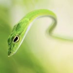 28-02-17-green-snake-reptile12288