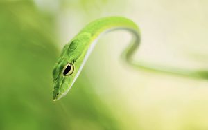 28-02-17-green-snake-reptile12288