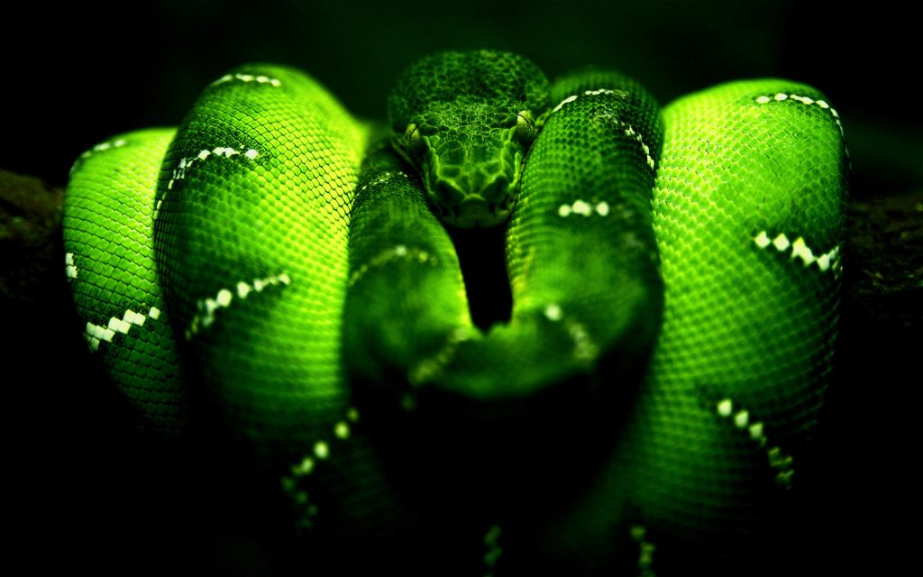 28-02-17-green-snake-wallpaper14261 - Wall Paper