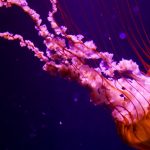 28-02-17-jellyfish-pictures15797