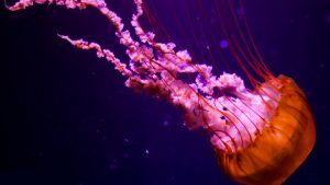 28-02-17-jellyfish-pictures15797
