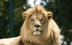 28-02-17-male-lion-majes-tic13053