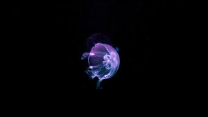 28-02-17-purple-jellyfish6110