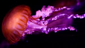 28-02-17-purple-jellyfish9723