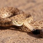 28-02-17-rattlesnake-pictures8829