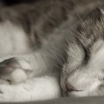 28-02-17-sleeping-cat-close-up-wallpaper9590