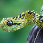 28-02-17-snake-atheris-hispida-viper18197