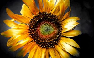 28-02-17-sunflower-art11767