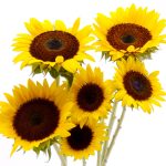 28-02-17-sunflowers6353