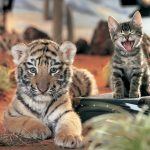 28-02-17-tiger-cub-yawning-kitty15565