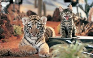 28-02-17-tiger-cub-yawning-kitty15565
