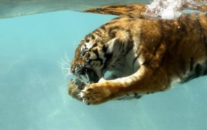 28-02-17-tiger-underwater14079