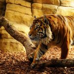 28-02-17-tiger-wallpapers947