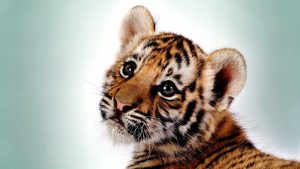 28-02-17-tiger-wallpapers953
