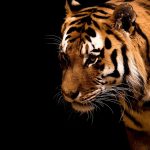 28-02-17-tiger-wallpapers954