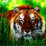28-02-17-tiger-wallpapers956