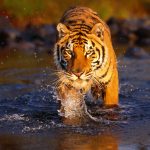 28-02-17-tiger-wallpapers958