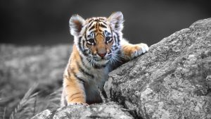 28-02-17-tiger-wallpapers961