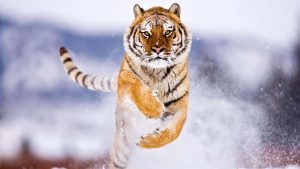 28-02-17-tiger-wallpapers962
