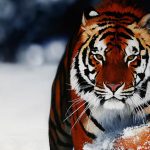 28-02-17-tiger-wallpapers965
