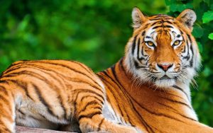 28-02-17-tiger-wallpapers966