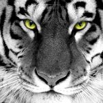 28-02-17-tiger-wallpapers967