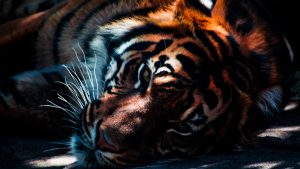 28-02-17-tiger-wallpapers992