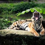28-02-17-tiger-yawning11199