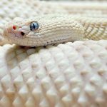28-02-17-white-albino-rattlesnake10867