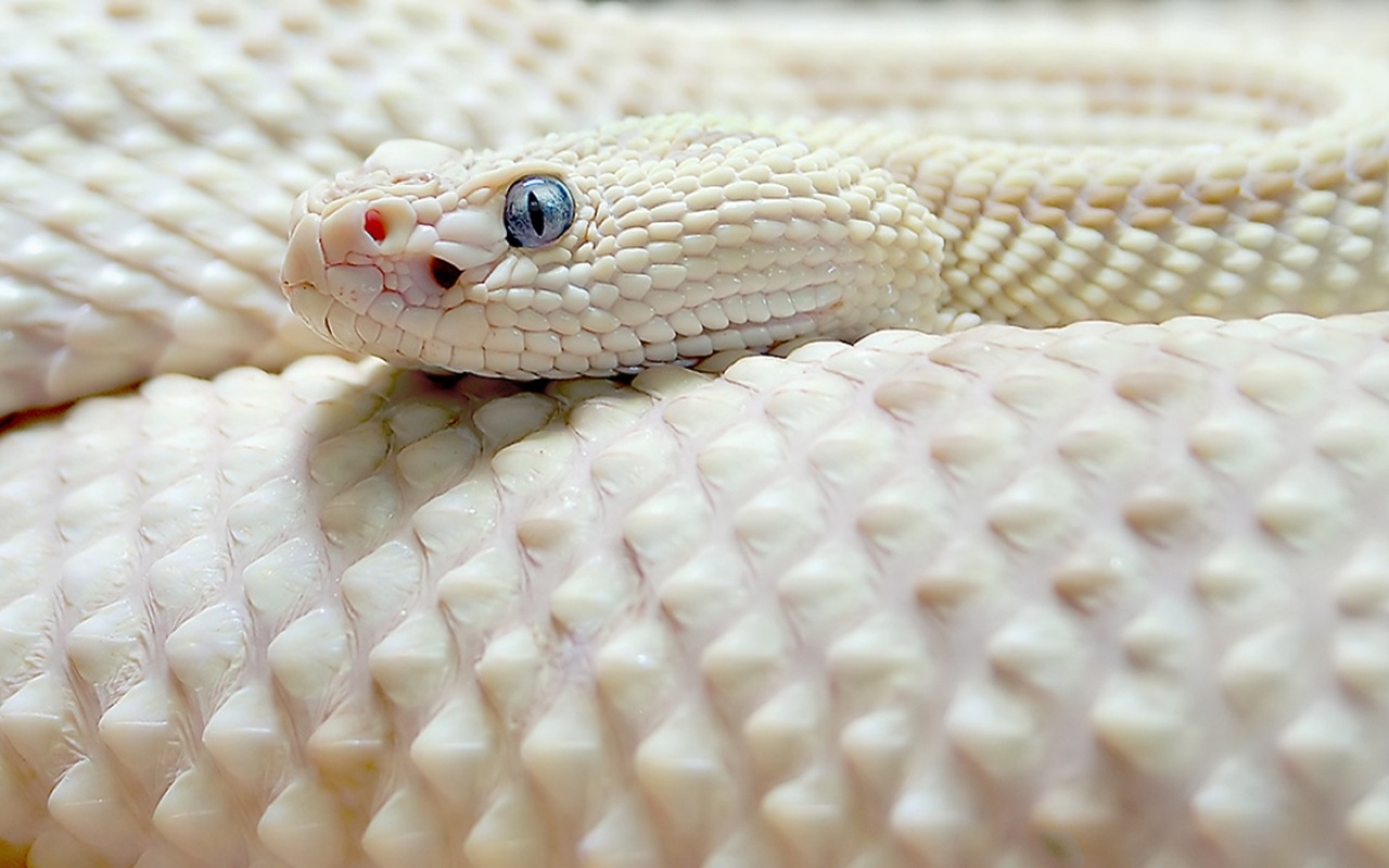 змея белая язык животное загрузить