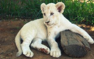 28-02-17-white-lion-imag-e10976