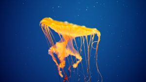 28-02-17-yellow-jellyfish-wallpaper14555