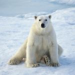 ---animals-polar-bears-snow-679