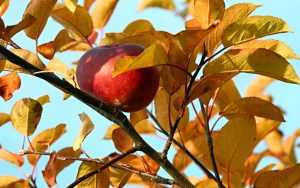 ---autumn-apple-6756