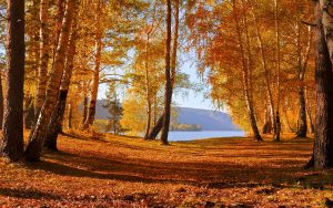 ---autumn-forest-lake-6761