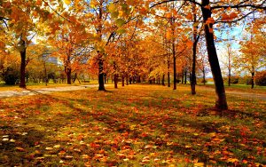 ---autumn-park-leaves-sunset-13389