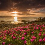 ---beach-flowers-sunset-6946
