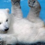 ---bear-polar-baby-2438
